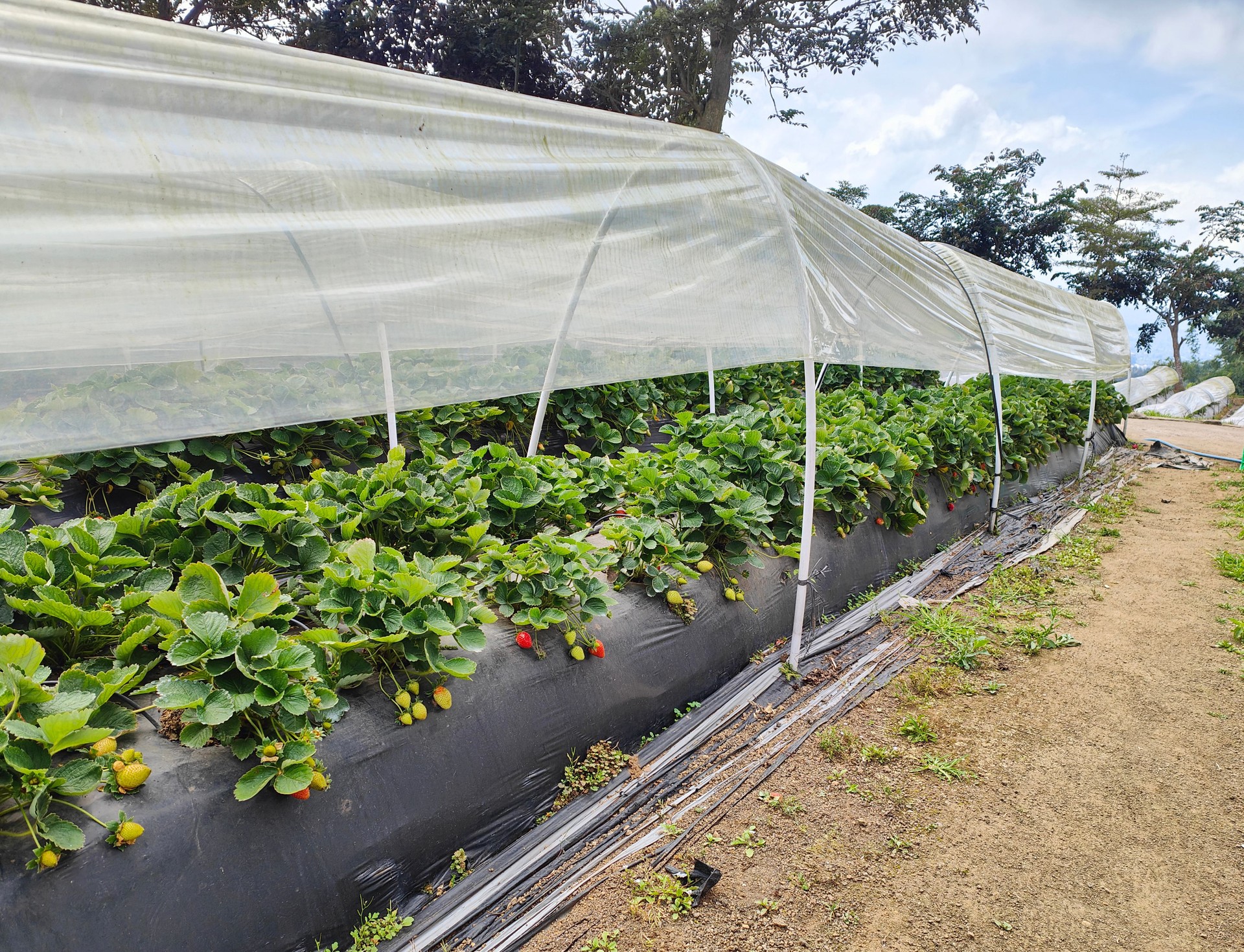 Protective Plastic Cover Over Strawberry Plants at Plantation Farm